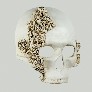 Profile teschio_rose_cera