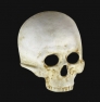 Profile teschio